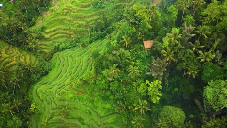 beautiful cinematic ubud, bali drone footage with exotic rice terrace, small farms and agroforestry plantation