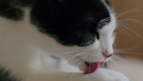 pet cat grooming and cleaning itself at home during the day