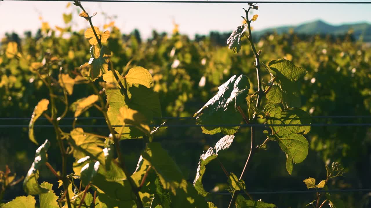 뉴질랜드 와이파라에서 낮 동안 포도원에서 전선으로 지지되는 포도나무의 오른쪽에서 왼쪽으로 돌리 샷