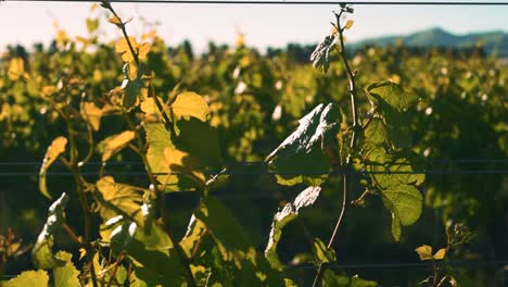 right to left dolly shot of a vine supported by wires in a vineyard during the day in waipara, new zealand