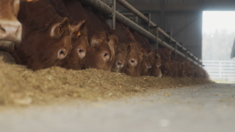 a long row of bulls eating grain and animal feed