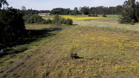 Pferde-Grasen-Auf-Einem-Blühenden-Gelben-Feld---Luftaufnahme