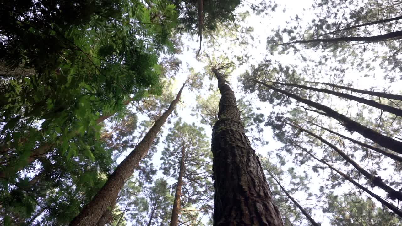 alberi di pino nella foresta, video 4k, ripresa a livello degli occhi della rana