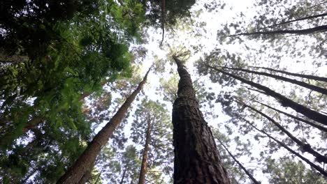 pine trees on the forest, 4k video, frog eye level shot