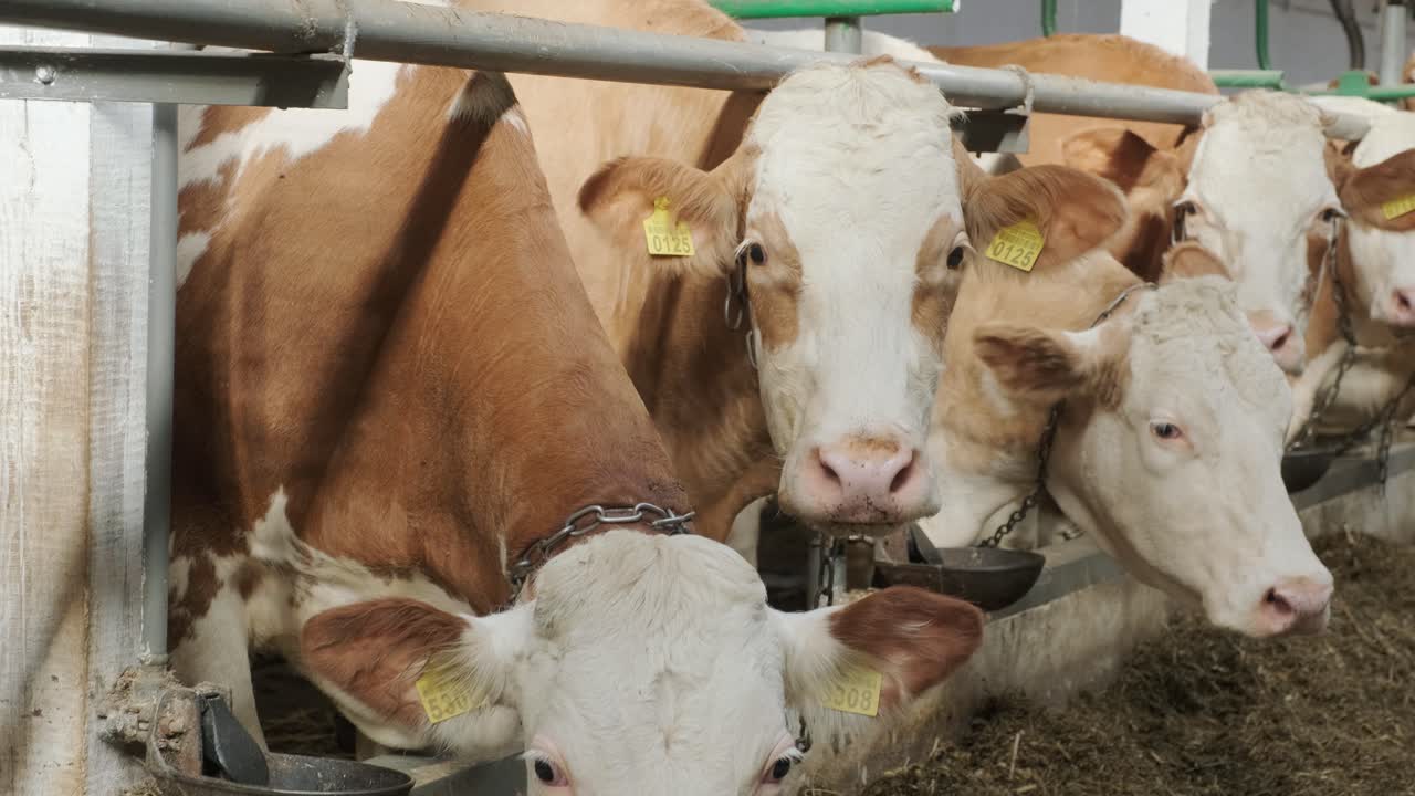 establo moderno con vacas lecheras comiendo heno