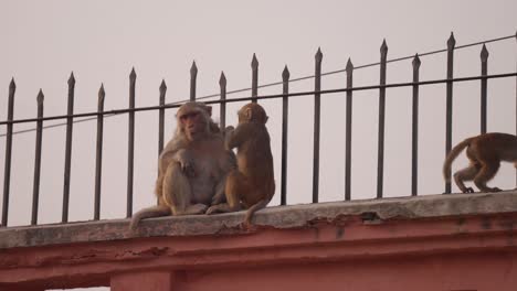 Mono-Arreglando-A-Su-Madre,-Sentado-En-La-Pared-De-La-Ciudad