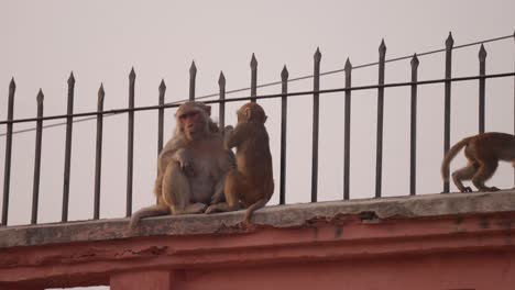 monkey grooming his mother, sitting on wall in city