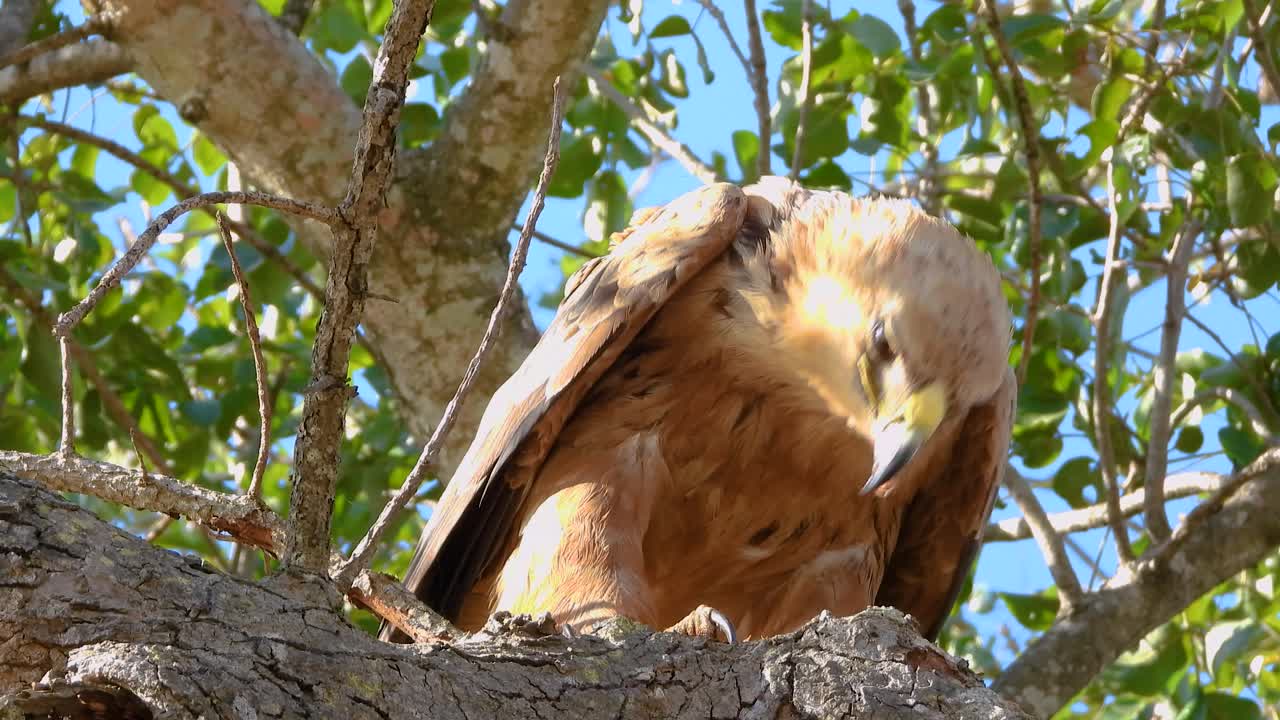 장엄한 갈색 독수리가 나무에 앉아 강한 수염을 사용하여 먹이의 고기를 어 니다.