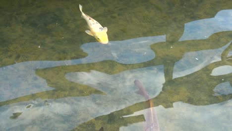 golden carps fish swimming in the pond