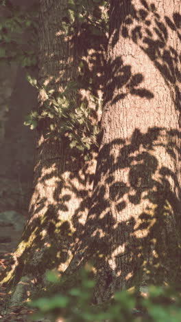 sunlight shining on the tree trunks