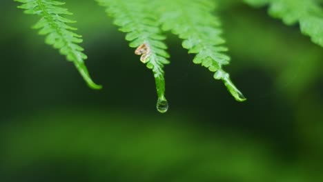 water droplet falling off o a leaf in ultra slow motion