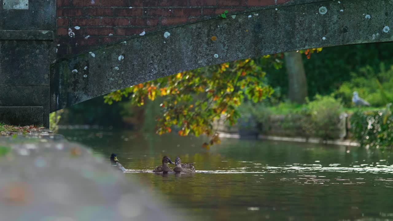 los patos nadan en un canal debajo de un pequeño puente