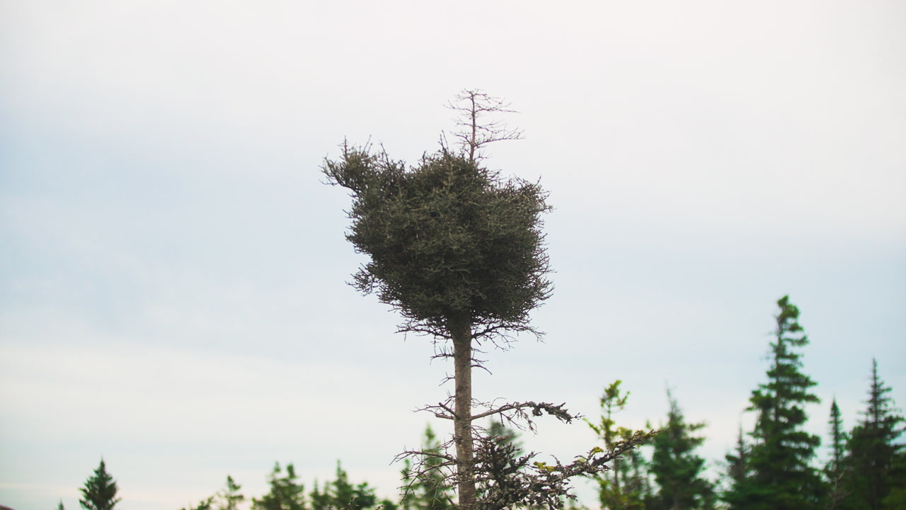 Closeup of nest at top of barren tree in the middle of a thick pine forest. St. Johns Newfoundland, Canada.