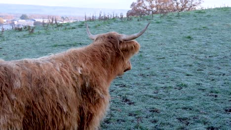 an inquisitive brown long haired horned scottish highland cow in rural countryside farmland field in somerset, england