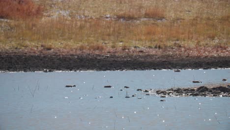 ducks and geese in a reservoir in colorado on a summer day