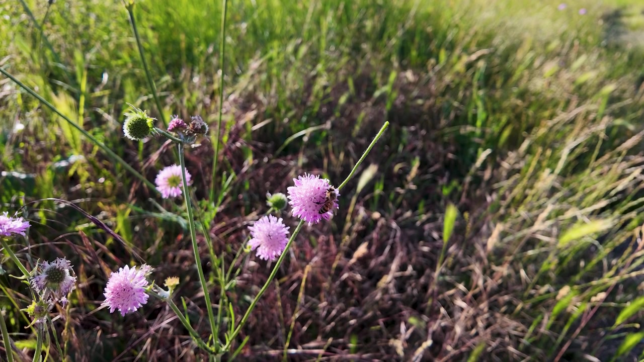 En honningbi samler nektar fra lyserøde vilde blomster på en solbeskinnet eng i Piemonte.