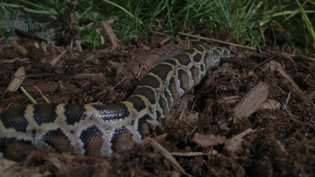 Burmese python baby crawling slithering in forest