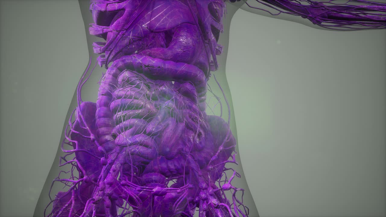 인간 몸 의 해부학 을 보여 주는 모델