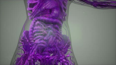modelo que muestra la anatomía del cuerpo humano ilustración