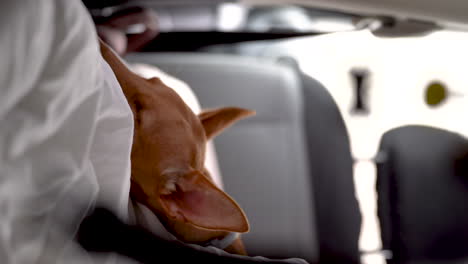 vertical close up of hound dog sleeping in camper car van