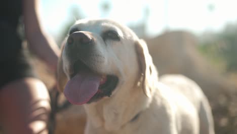 close-up face of old labrador looking around standing in sunbeam outdoors with unrecognizable owner. happy relaxed dog enjoying leisure with slim caucasian woman on sunny day. slow motion.