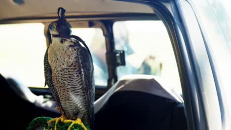 falcon perching on a falcon scrape