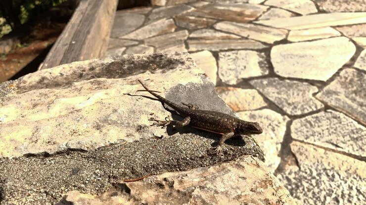 grandangolo di una lucertola di recinzione su una piastrella di pietra