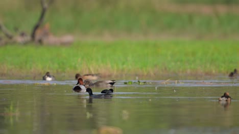 Flock-of-Ducks-in-Wetland