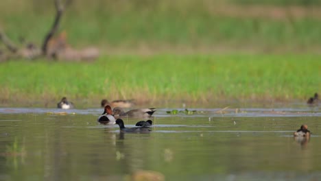 flock of ducks in wetland