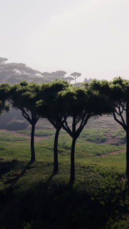 serene italian landscape with pine trees