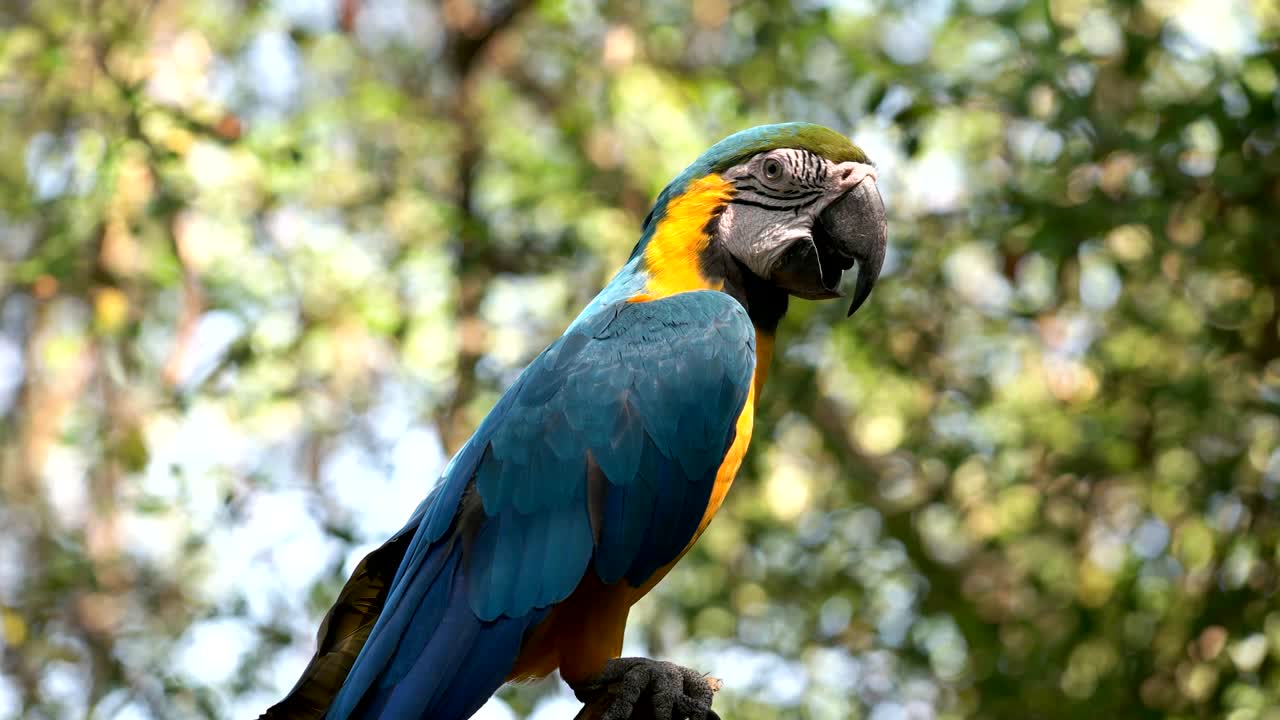 el guacamayo azul y dorado en un árbol en ecuador