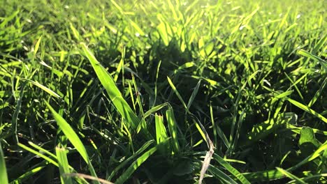 video de primer plano de la hermosa hierba verde