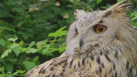close-up of a majestic owl
