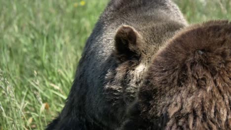 side view of grizzly bear standing in the grassland