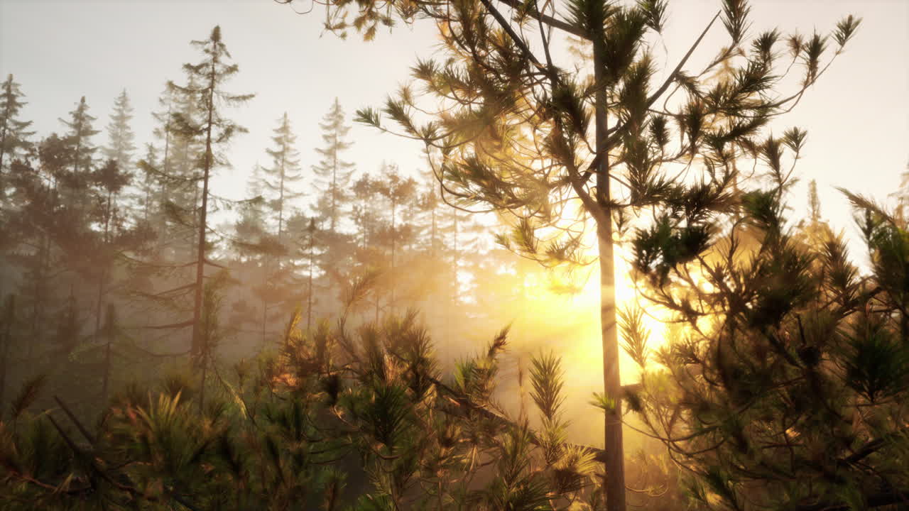 amanecer en un bosque brumoso