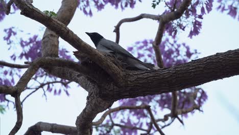 cuckooshrike de cara negra, coracina novaehollandiae nativa de australia, la madre y su pollito vieron anidar en la parte superior del árbol de jacaranda con hermosas flores de color púrpura en la temporada de cría de primavera