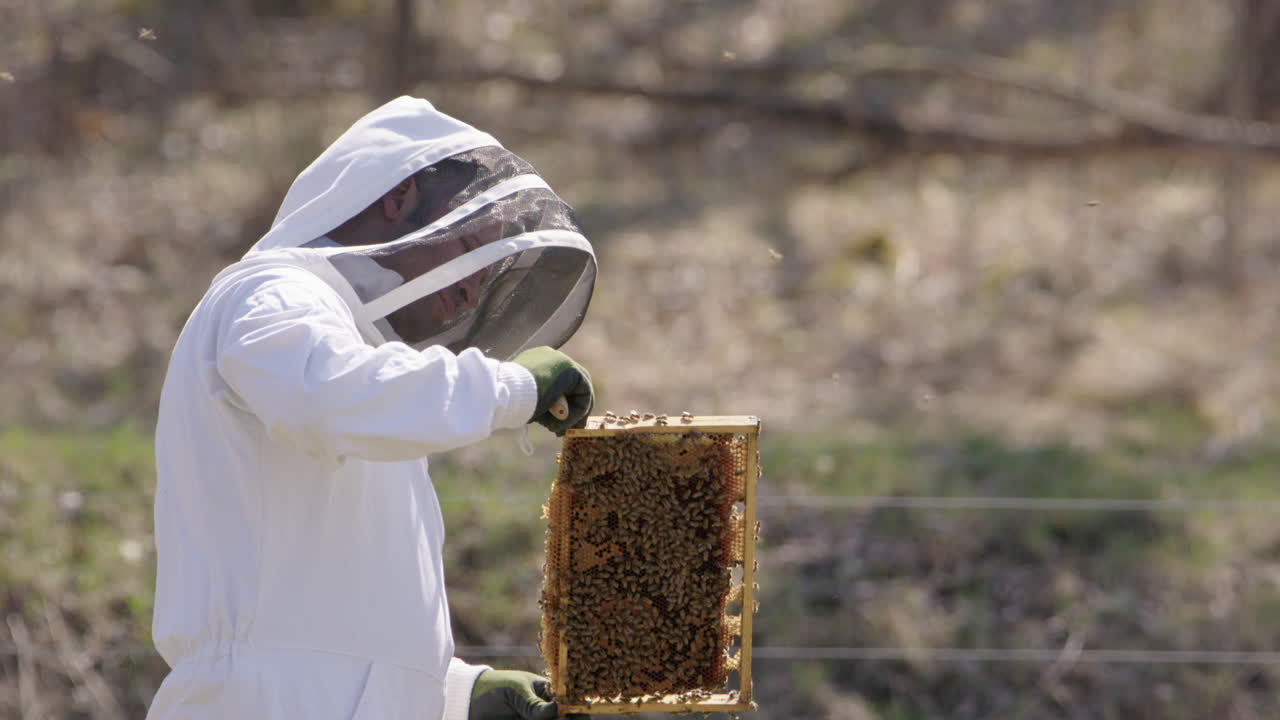 apicultura - marco de colmena inspeccionado por un apicultor, plano medio en cámara lenta