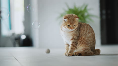 a ginger cat looks at soap bubbles flying past his muzzle