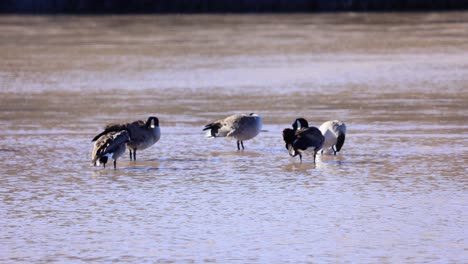 Gänse-Und-Enten-Im-Fluss-Reinigen-Ihre-Flügel