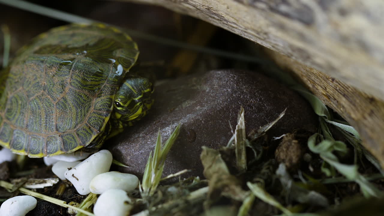 Very small, young, Yellow-bellied slider turtle looking around in grass and weeds during Spring