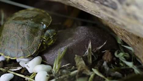 Very-small,-young,-Yellow-bellied-slider-turtle-looking-around-in-grass-and-weeds-during-Spring