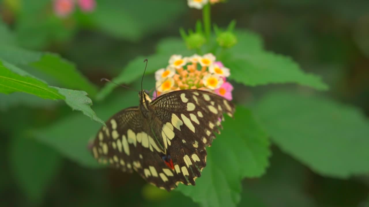 primer plano de una mariposa específica de color negro y amarillo que cuida el néctar de la flor