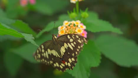 closeup of specific butterfly with black and yellow color looking after nectar on flower