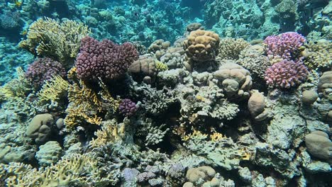 coral reef with hard corals close up in the red sea