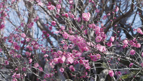 Blühende-Pflaumenblütenbäume-An-Sonnigen-Tagen-In-Tokio,-Japan