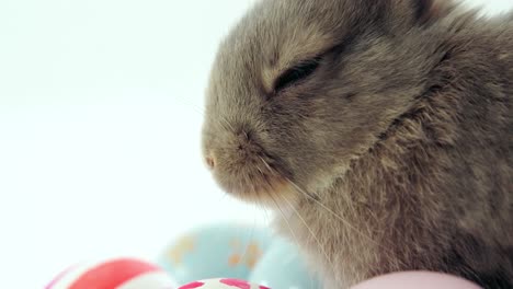 huevos de pascua y conejo de pascua