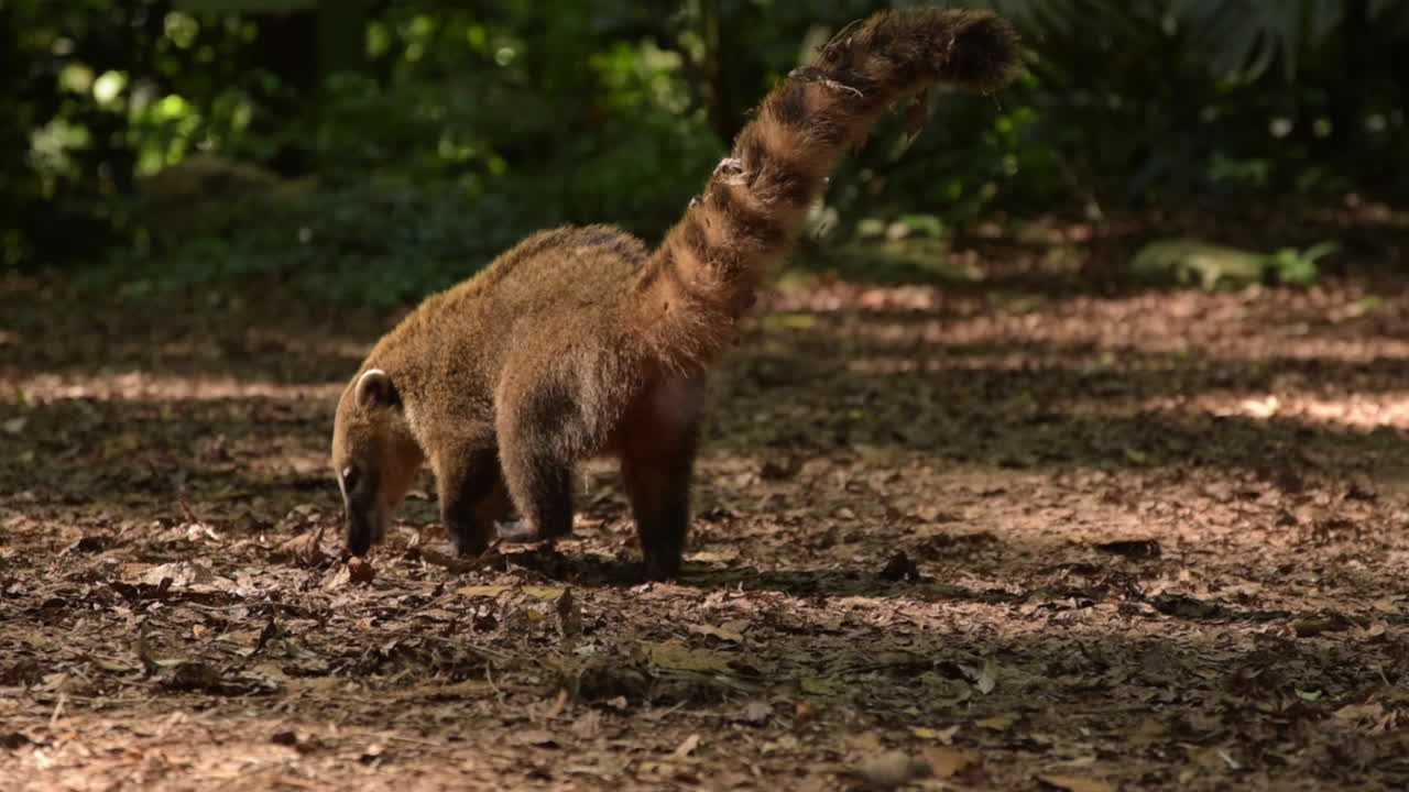 Coati nel Parco Nazionale della Foresta di Tijuca, Brasile.