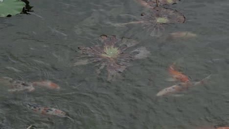 a group of koi fish feeding on the surface of a garden pond, many different orange and white scale variations which are used to identify and name the various fish