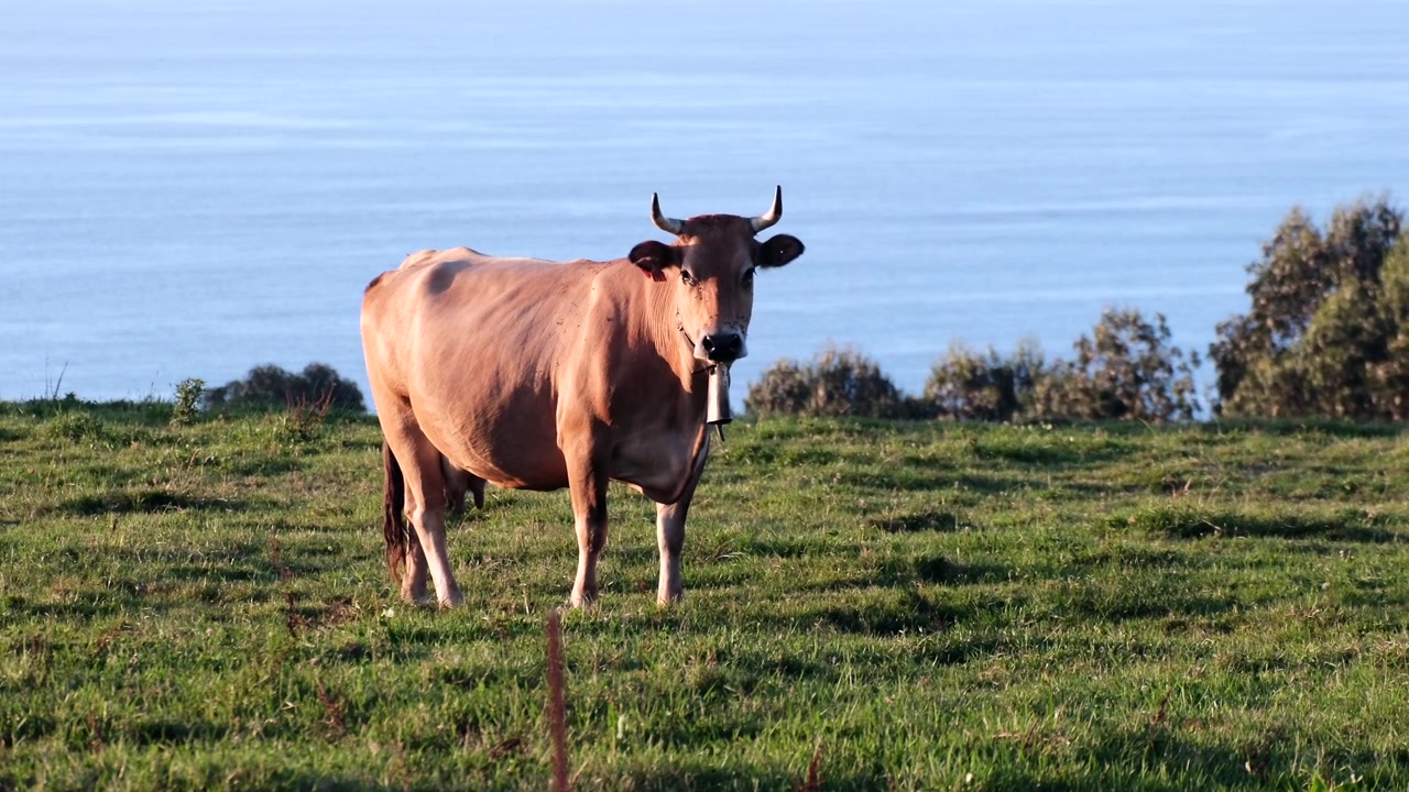 Mucca marrone in piedi in un campo costiero, che guarda la telecamera.