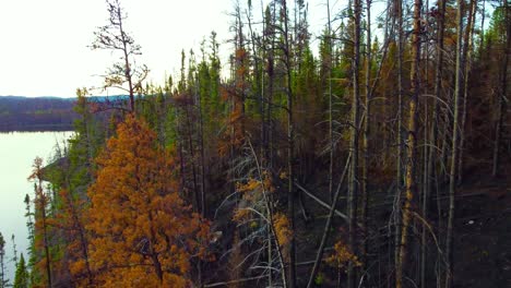 Burnt-Down-Forest-Trees-After-Wildfire-Near-Lebel-sur-Quévillon,-Quebec-Canada
